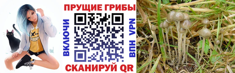 Купить где  Заволжск  Псилоцибиновые грибы прущие грибы 